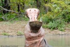 Flusspferd (100 von 104).jpg